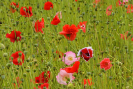 Papaver rhoeas gemengd, Klaproos Biologisch