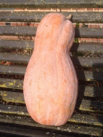 Butternut flespompoen 'Rugosa', Cucurbita moschata