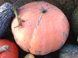 Pompoen 'Rainbow', Cucurbita maxima