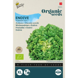 Andijvie 'Nummer Vijf 2', Cichorium endiva Biologisch