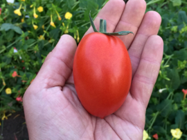 Romatomaat 'Bolstar Sensatica', Solanum lycopersicum Biologisch