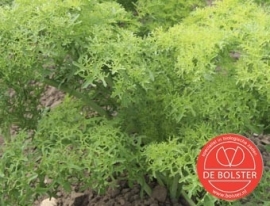 Bladmosterd 'Golden Frills', Brassica juncea var. rugosa Biologisch