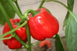 Paprika rode blokpaprika 'Olly F1', Capsicum annuum Biologisch