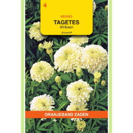 Tagetes erecta nana 'Snowdrift', Afrikaantje wit