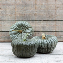 Pompoen 'Queensland Blue', Cucurbita maxima