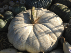 Pompoen 'Flat White Boer', Cucurbita maxima