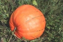 Pompoen 'Giant mixture', Cucurbita maxima