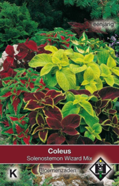 Coleus ‘Rainbow', Siernetel (Solenostemon scutellarioides)