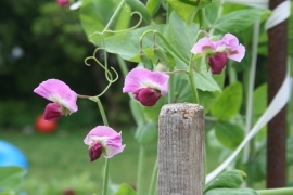 Capucijner 'Blauwschokkers', Pisum sativum Biologisch