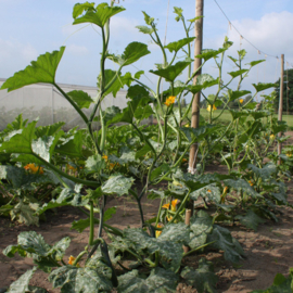 Courgette rankende klimmende 'Ola Escaladora', Cucurbita pepo Biologisch