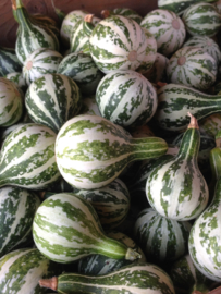 Pompoen kalebas 'Dancing or Spinning Gourd', Cucurbita pepo