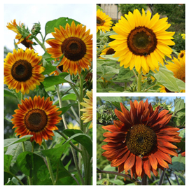 Helianthus annuus 'Evening Sun Mix', Zonnebloem