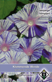 Ipomoea purpurea 'Venice Blue', Klimmende Winde
