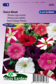 Petunia X nana compacta 'Choice Mixed', Petunia staand