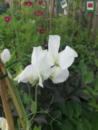 Lathyrus odoratus 'White Ensign', Siererwt