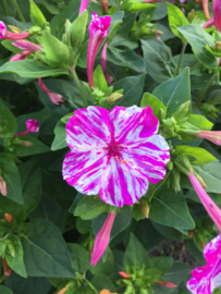 Mirabilis jalapa 'Marbles Mix', Nachtschone