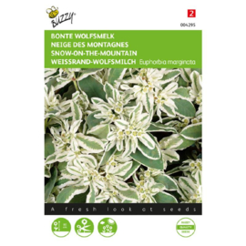 Euphorbia marginata, Bonte Wolfsmelk