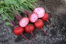 biet rode 'Chioggia', Beta vulgaris var. rubra Biologisch