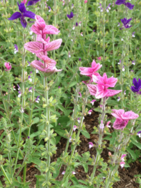 Salvia horminum roze, Bonte Salie Biologisch