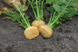 Koolraap 'Friese Gele', Brassica rapa var. napus Biologisch