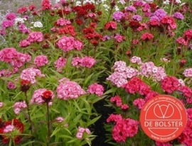 Dianthus barbatus gemengd, duizendschoon Biologisch