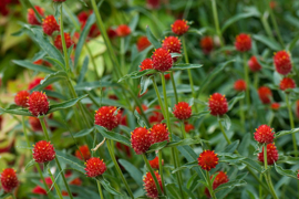 Gomphrena haageana 'Strawberry Fields', Mexicaanse kogelamaranth