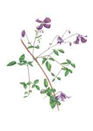 Enkele kaart Clematis viticella