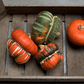Pompoen 'Fungo', Cucurbita maxima