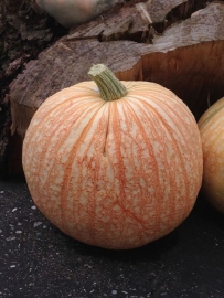 Pompoen 'One Too Many', Cucurbita maxima