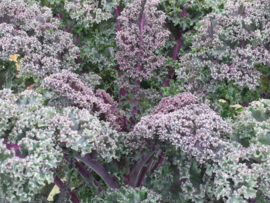 Boerenkool rode 'Redbor F1', Brassica oleracea var. laciniata