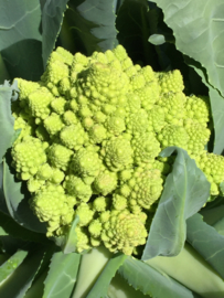 Bloemkool romanesco 'Romanesco Precoce', Brassica oleracea botrytis var. Botrytis