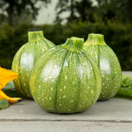 Bolcorgette 'Ola Redonda', Cucurbita pepo Biologisch