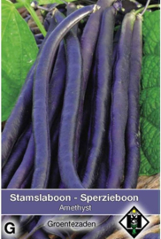 Stamslaboon sperzieboon 'Amethyst', Phaseolus vulgaris