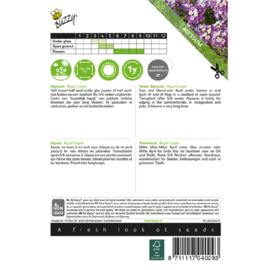 Alyssum maritimum 'Royal Carpet', Alyssum