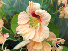 Tropaeolum majus 'Salmon Gleam', Oost Indische Kers rankend