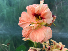 Tropaeolum majus 'Salmon Gleam', Oost Indische Kers rankend