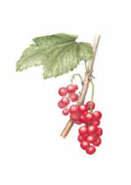 Enkele kaart Ribes sylvestre