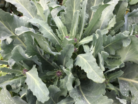 Broccoli roosjes sprouting 'Summer Purple', Brassica oleracea var. cymosa