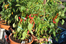 Peper 'Kecksesarv', Capsicum annuum