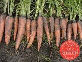 Winterwortel 'Flakkeese 2', Daucus carota sativus Biologisch