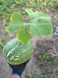 vijgenblad pompoen 'Boule de Siam', Cucurbita ficifolia