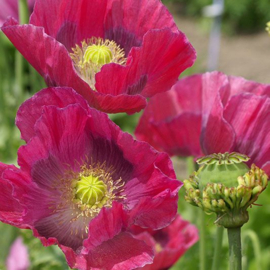 Papaver somniferum 'Hen and Chickens', Papaver Slaapbol