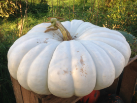 Pompoen 'Flat White Boer', Cucurbita maxima