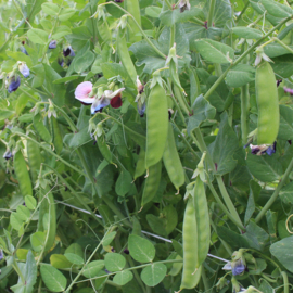 Rijspeul 'Grijze Roodbloeiende', Pisum sativum Biologisch