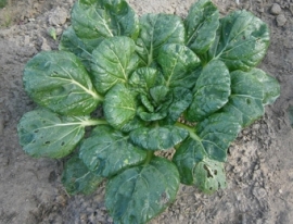 Bladkool mosterd Asia salat 'Tatsoi Green Coin', Brassica rapa var. rosularis Biologisch