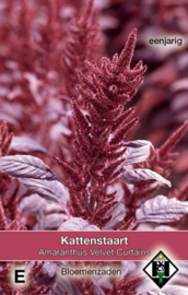 Amaranthus cruentus 'Velvet Curtains', Kattenstaart