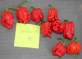 Peper 'Defcon 7 Red', Capsicum chinense