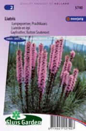 Liatris spicata, Lampepoetser Prachtkaars
