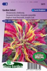Amaranthus gangeticus 'Garden Select', Bladamarant driekleur