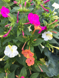 Mirabilis jalapa 'Marbles Mix', Nachtschone